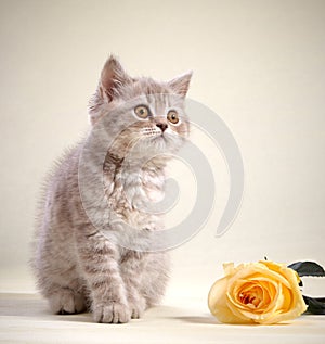 Kitten and yellow rose