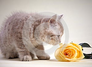 Kitten and yellow rose