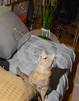 Kitten yellow tabby cat staring in surprise at soap bubbles.