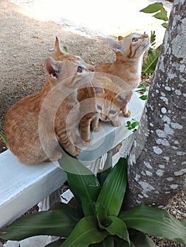 KITTENKITTENS SIBLINGS #cat #kitten #catlovers #funnycat #cutiecat#pets photo