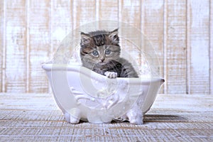 KittenNot Happy About Taking a Bubble Bath
