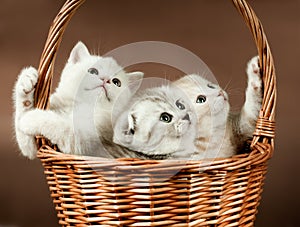 Kittens