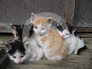 Kittens photo