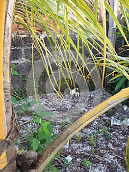 Kittens abandoned on unoccupied ground.