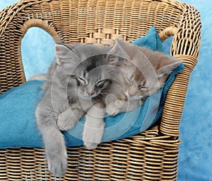 Kittens asleep on a chair