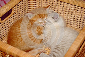 Kittens basket