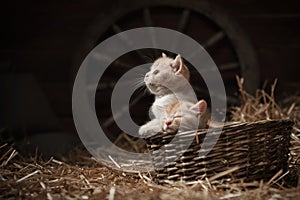 Kittens in a basket