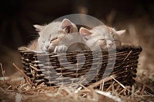 Kittens in a basket