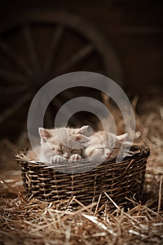 Kittens in a basket