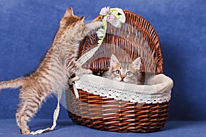 Kittens in a basket