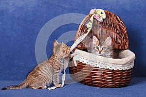 Kittens in a basket