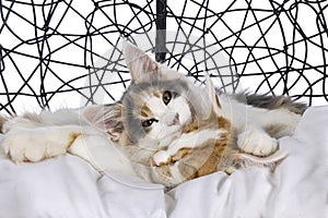 Kittens in basket on white background