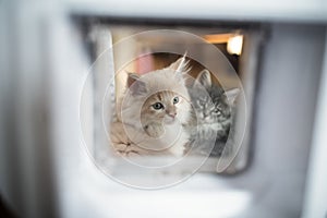 Kittens behind cat flap