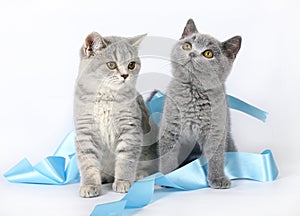 Kittens with blue ribbon
