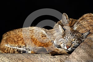 Kittens-bobcats