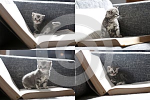 Kittens and books, multicam, screen split in four parts