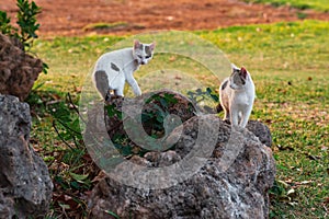 Kittens among the boulders at the edge of the field