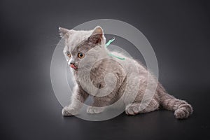 Kittens of British breed on a black background in studio.