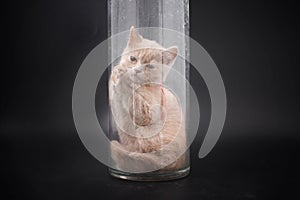 Kittens of British breed on a black background in studio.