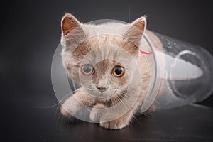 Kittens of British breed on a black background in studio.