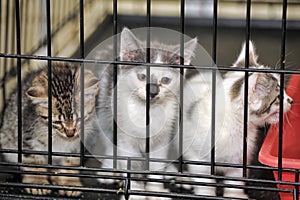 Kittens in a cage at shelter