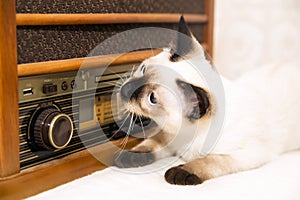 Kittens can also enjoy the music