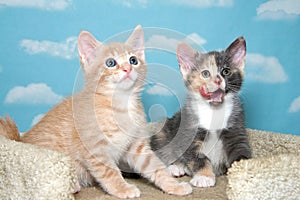 Kittens on carpet post sky background