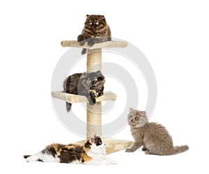 Kittens on a cat tree