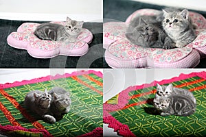 Kittens, cats, carpet and pillows, multicam, grid 2x2