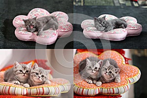 Kittens, cats and pillows, multicam, grid 2x2