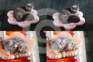 Kittens, cats and pillows, multicam, grid 2x2