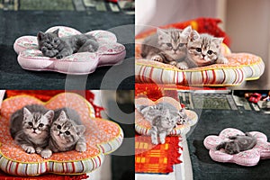Kittens, cats and pillows, multicam, grid 2x2