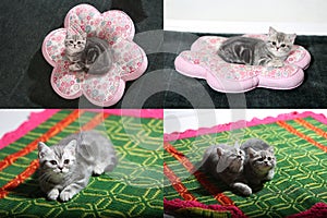 Kittens, cats and pillows, multicam, grid 2x2