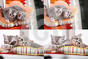 Kittens, cats and pillows, multicam, grid 2x2