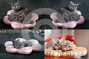 Kittens, cats and pillows, multicam, grid 2x2