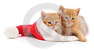 Kittens in Christmas hat.