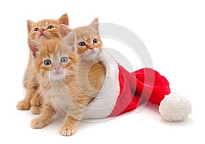 Kittens in Christmas hat