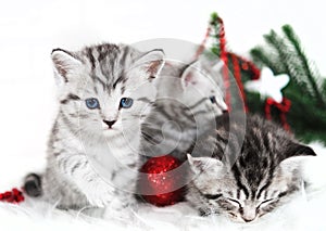 Kittens, Christmas holiday, red Christmas balls toys.