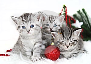 Kittens, Christmas holiday, red Christmas balls toys