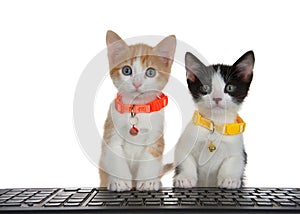 Kittens at computer keyboard, isolated