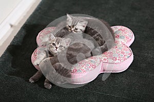 Kittens cuddled on pillow photo