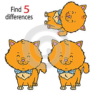 Kittens differences