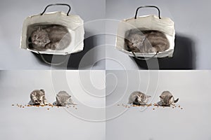 Kittens eating pet food from the floor, multicam, grid 2x2 screen