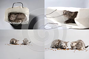 Kittens eating pet food from the floor, multicam, grid 2x2 screen