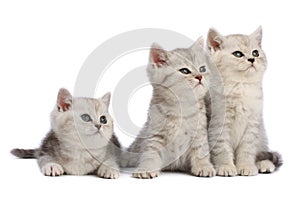 Kittens family