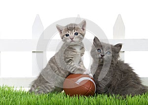 Kittens with football in grass by white fence