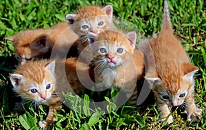 Kittens on the grass- red tabbies