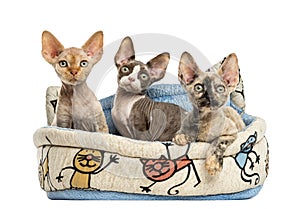 Kittens group in a pet basket basket isolated on white
