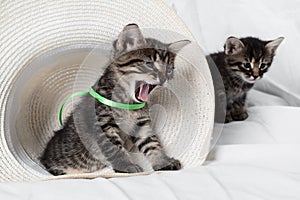 Kittens and hat