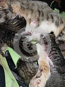 kittens that have just been born